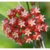 Hoya Affinis (fleur De Porcelaine, Fleur De Cire) Rouge - Taille Pot De 2 Litres - 20/40 Cm