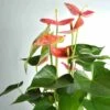 Anthurium Andreanum Rose Colorado (anthure Flamant Rose, Langue De Feu) Taille Pot De 2 Litres - 50/70 Cm