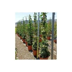 Promos Floromyst Boutique -Promos Floromyst Boutique 6403921eb40e05.86912284