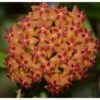 Hoya Valmayoriana (fleur De Porcelaine, Fleur De Cire) Orange - Taille Pot De 2 Litres - 20/40 Cm