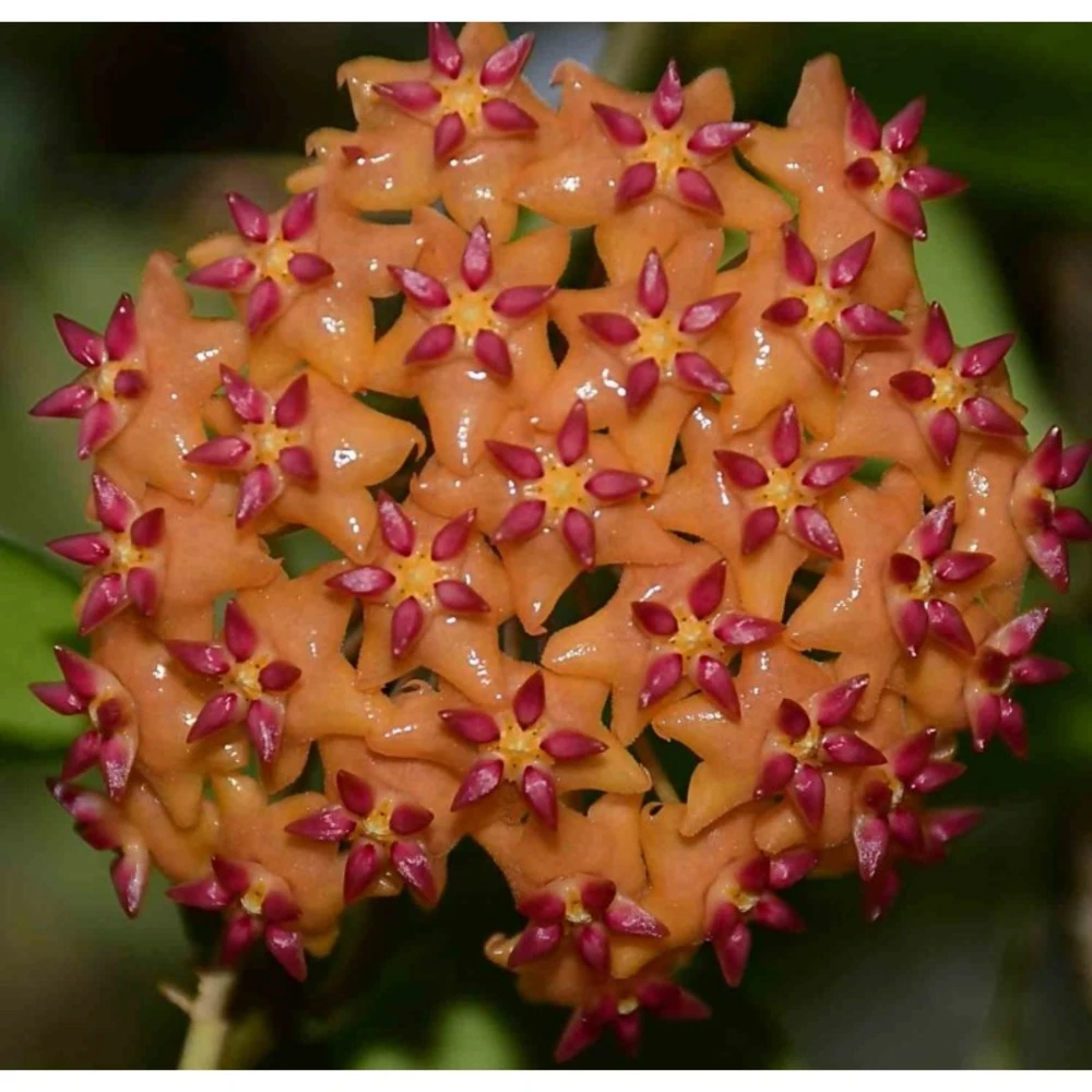 Hoya Valmayoriana (fleur De Porcelaine, Fleur De Cire) Orange - Taille Pot De 2 Litres - 20/40 Cm 1 Hoya Valmayoriana (fleur De Porcelaine, Fleur De Cire) Orange - Taille Pot De 2 Litres - 20/40 Cm