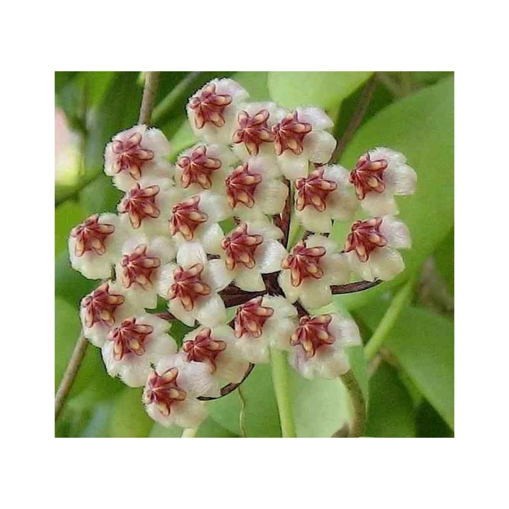 Hoya Brevialata (fleur De Porcelaine, Fleur De Cire) Taille Pot De 2 Litres - 20/40 Cm - Blanche 1 Hoya Brevialata (fleur De Porcelaine, Fleur De Cire) Taille Pot De 2 Litres - 20/40 Cm - Blanche