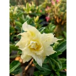Adenium Obesum Cv.pie Apple Jaune - Taille Caudex D'environ 150g