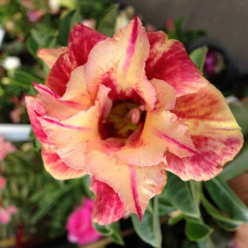 Adenium Obesum Cv.maree R Orange - Taille Caudex D'environ 150g 1 Adenium Obesum Cv.maree R Orange - Taille Caudex D'environ 150g