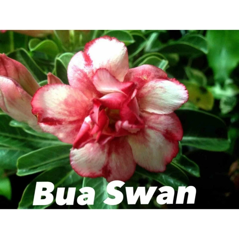 Adenium Obesum Cv.bua Swan Jaune Et Rouge - Taille Caudex D'environ 150g 1 Adenium Obesum Cv.bua Swan Jaune Et Rouge - Taille Caudex D'environ 150g