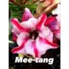 Adenium Obesum Cv Mee-tang Rose - Taille Caudex D'environ 150g