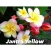 Plumeria Rubra "jantra Yellow" (frangipanier) Taille Pot De 2 Litres ? 20/30 Cm - Tricolor