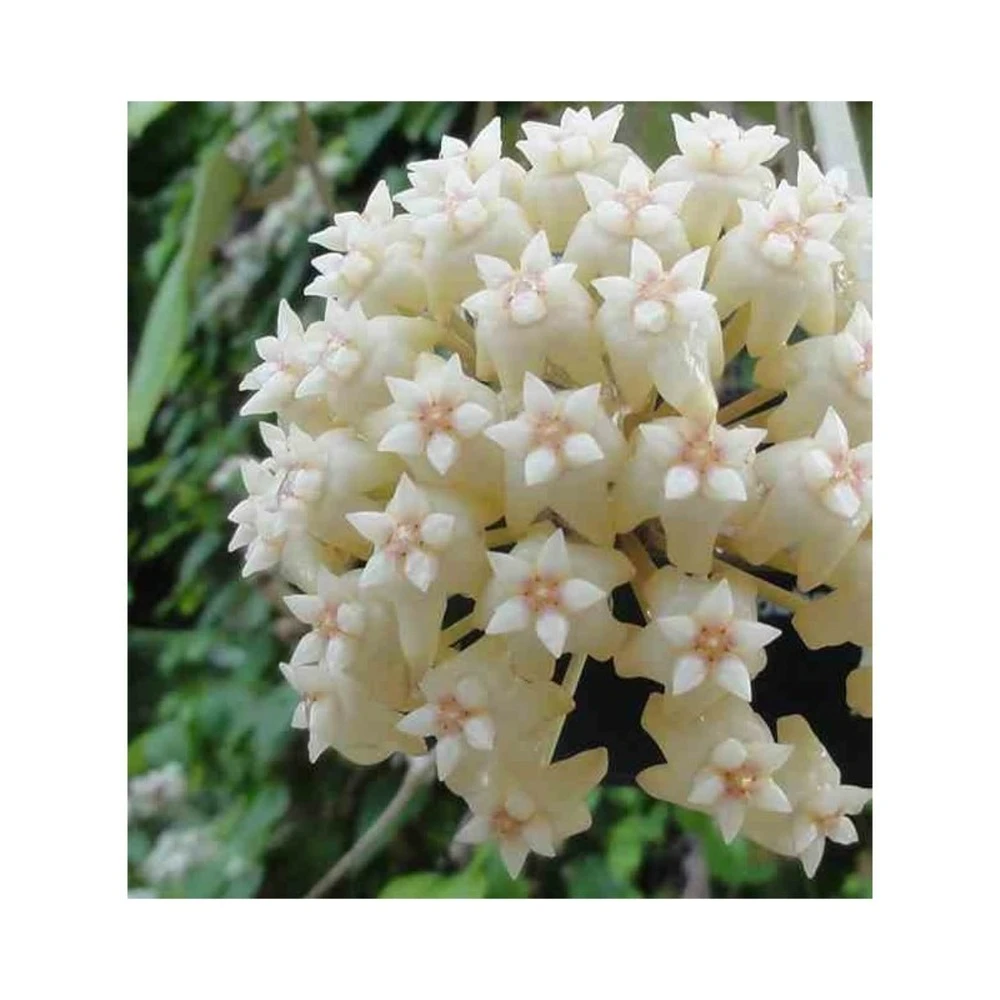 Hoya Loyceandrewsiana (fleur De Porcelaine, Fleur De Cire) Taille Pot De 2 Litres - 20/40 Cm 1 Hoya Loyceandrewsiana (fleur De Porcelaine, Fleur De Cire) Taille Pot De 2 Litres - 20/40 Cm