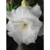 Adenium Obesum Cv.numchok White Blanc - Taille Caudex D'environ 2000g 25/30cm Très Gros Caudex