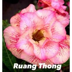 Adenium Obesum Cv.ruong Thong Jaune Rose - Taille Caudex D'environ 300g 20/25cm -Promos Floromyst Boutique 64039258a95f40.31707041
