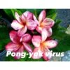 Plumeria Rubra "pong Yok Virus" (frangipanier) Taille Pot De 2 Litres ? 20/30 Cm - Blanc/jaune/rose