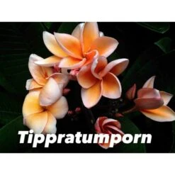Plumeria Rubra "tippratumporn" (frangipanier) Orange - Taille Pot De 2 Litres ? 20/30 Cm