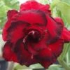 Adenium Obesum Cv.dang Hunsadee Rouge - Taille Caudex D'environ 150g