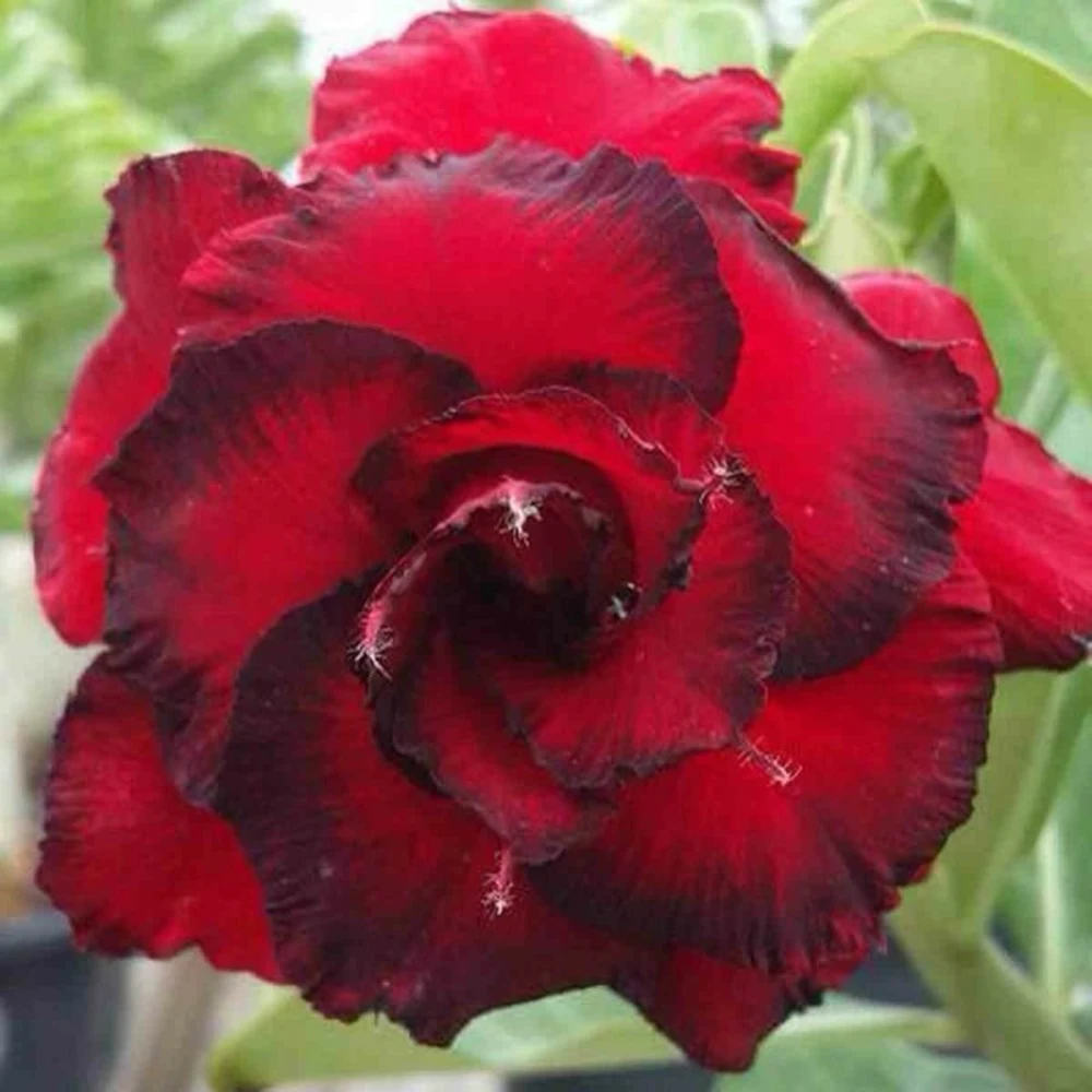 Adenium Obesum Cv.dang Hunsadee Rouge - Taille Caudex D'environ 150g 1 Adenium Obesum Cv.dang Hunsadee Rouge - Taille Caudex D'environ 150g