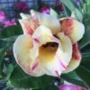 Adenium Obesum Cv.prarod Meri Jaune Rose - Taille Caudex D'environ 300g 20/25cm