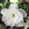 Adenium Obesum Cv.ang Snow Blanc - Taille Caudex D'environ 300g 20/25cm