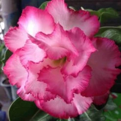 Adenium Obesum Cv.leera Pink Rose - Taille Caudex D'environ 2000g 25/30cm Très Gros Caudex -Promos Floromyst Boutique 640392709072b9.77914325