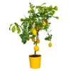 Citrus Limon - Citronnier - Arbre Fruitier - Persistant - ⌀21 Cm - ↕70-80 Cm