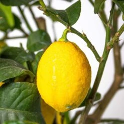 Citrus Limon - Citronnier - Arbre Fruitier - Persistant - ⌀21 Cm - ↕70-80 Cm -Promos Floromyst Boutique 640b1fd8f19335.79451771