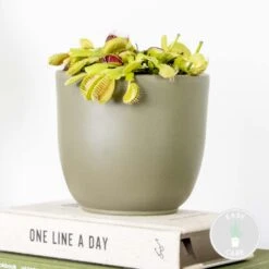 Dionaea Muscipula – Plante Carnivore – Peu D'entretien – ⌀12 Cm – ↕10-15 Cm -Promos Floromyst Boutique 640b20a5e3b8c9.48989872