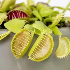 Dionaea Muscipula – Plante Carnivore – Peu D'entretien – ⌀12 Cm – ↕10-15 Cm -Promos Floromyst Boutique 640b20a5eb0eb6.97520073