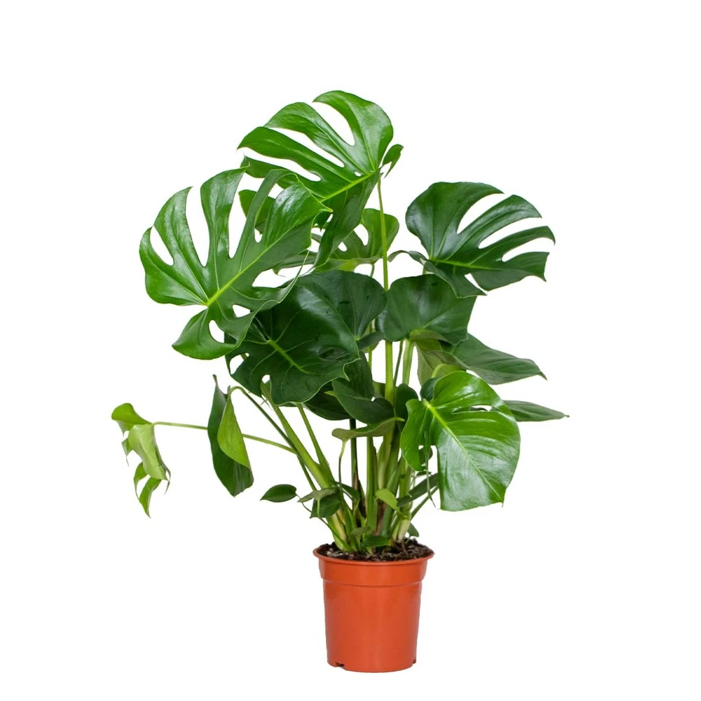 Monstera Deliciosa - Plante Trouée - Plante D'intérieur - Purificateur D'air – ⌀21 Cm - ↕70-80 Cm 1 Monstera Deliciosa - Plante Trouée - Plante D'intérieur - Purificateur D'air – ⌀21 Cm - ↕70-80 Cm