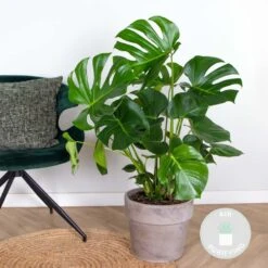 Monstera Deliciosa - Plante Trouée - Plante D'intérieur - Purificateur D'air – ⌀21 Cm - ↕70-80 Cm 5 Monstera Deliciosa - Plante Trouée - Plante D'intérieur - Purificateur D'air – ⌀21 Cm - ↕70-80 Cm -Promos Floromyst Boutique 640b20b665d188.41008013