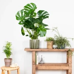 Monstera Deliciosa - Plante Trouée - Plante D'intérieur - Purificateur D'air – ⌀21 Cm - ↕70-80 Cm 7 Monstera Deliciosa - Plante Trouée - Plante D'intérieur - Purificateur D'air – ⌀21 Cm - ↕70-80 Cm -Promos Floromyst Boutique 640b20b66958b4.75271986