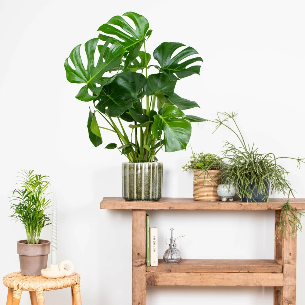 Monstera Deliciosa - Plante Trouée - Plante D'intérieur - Purificateur D'air – ⌀21 Cm - ↕70-80 Cm 4 Monstera Deliciosa - Plante Trouée - Plante D'intérieur - Purificateur D'air – ⌀21 Cm - ↕70-80 Cm – Image 4
