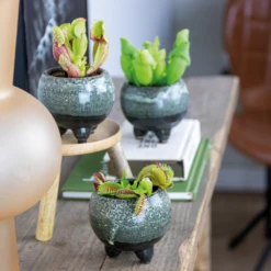 3x Mélange De Plantes Carnivores – Plante Des Marais – Entretien Facile⌀6 Cm ⌀05-10 Cm -Promos Floromyst Boutique 640b20c6d93a55.84252896