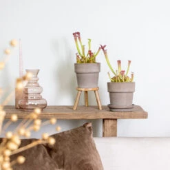 2x Sarracenia 'juthatip Soper' – Plante Carnivore – Entretien Facile ⌀12 Cm – ↕10-20cm 7 2x Sarracenia 'juthatip Soper' – Plante Carnivore – Entretien Facile ⌀12 Cm – ↕10-20cm -Promos Floromyst Boutique 640b20de202773.22562993