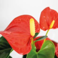 Anthurium 'aristo' Orange - Plante Flamingo - Entretien Facile - ⌀14 Cm - ↕45-55 Cm 7 Anthurium 'aristo' Orange - Plante Flamingo - Entretien Facile - ⌀14 Cm - ↕45-55 Cm -Promos Floromyst Boutique 640b783c1a67b2.46936634