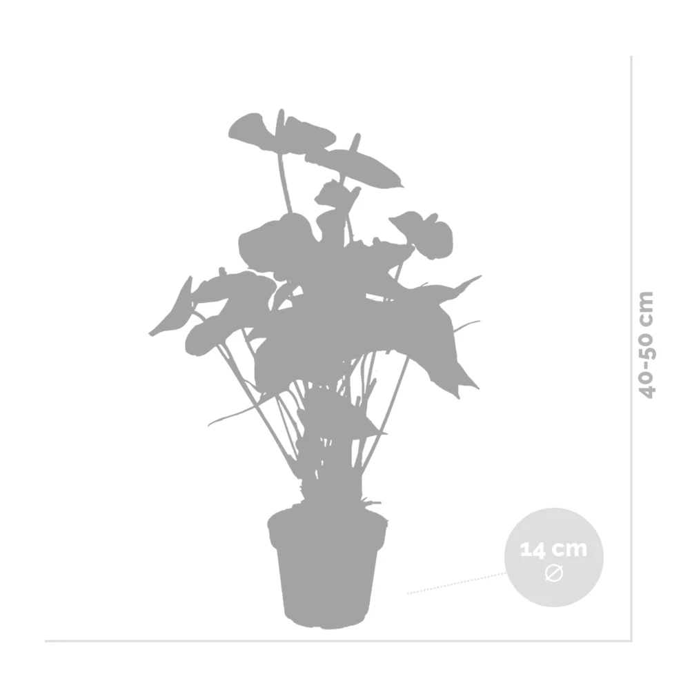 Anthurium 'aristo' Orange - Plante Flamingo - Entretien Facile - ⌀14 Cm - ↕45-55 Cm 5 Anthurium 'aristo' Orange - Plante Flamingo - Entretien Facile - ⌀14 Cm - ↕45-55 Cm – Image 5