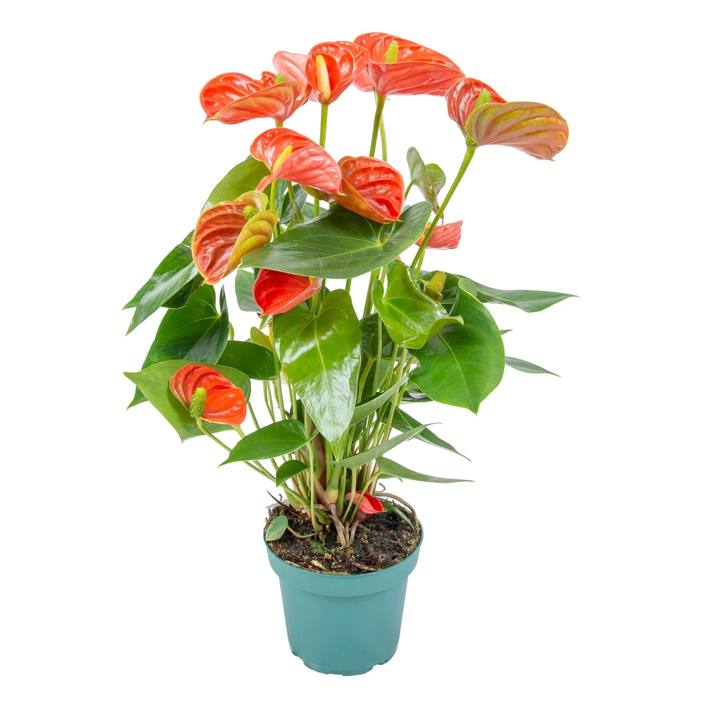 Anthurium 'aristo' Orange - Plante Flamingo - Entretien Facile - ⌀14 Cm - ↕45-55 Cm 1 Anthurium 'aristo' Orange - Plante Flamingo - Entretien Facile - ⌀14 Cm - ↕45-55 Cm