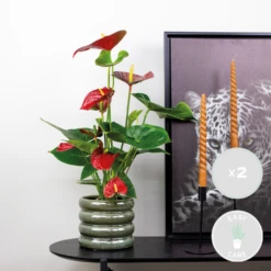 2x Anthurium 'aristo' Red– Flamingo Plant - Facile D'entretien - ⌀14 Cm - ↕45-55 Cm -Promos Floromyst Boutique 640b783e31f6f7.27190228