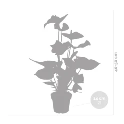 2x Anthurium 'aristo' Red– Flamingo Plant - Facile D'entretien - ⌀14 Cm - ↕45-55 Cm -Promos Floromyst Boutique 640b783e384ac5.23677321