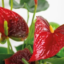 2x Anthurium 'aristo' Red– Flamingo Plant - Facile D'entretien - ⌀14 Cm - ↕45-55 Cm -Promos Floromyst Boutique 640b783e3f8e96.90530068