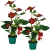 2x Anthurium 'aristo' Red– Flamingo Plant - Facile D'entretien - ⌀14 Cm - ↕45-55 Cm