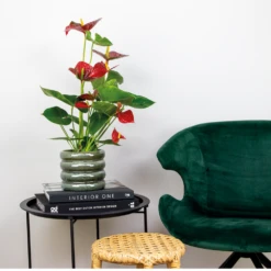 2x Anthurium 'aristo' Red– Flamingo Plant - Facile D'entretien - ⌀14 Cm - ↕45-55 Cm -Promos Floromyst Boutique 640b783e502989.76282242