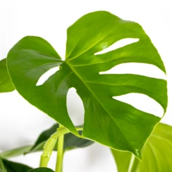 Monstera Deliciosa Incl. Panier En Jonc De Mer - Purificateur D'air - ⌀21 Cm - ↕70-80 Cm -Promos Floromyst Boutique 640b7868eff439.97881237