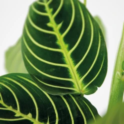 Maranta Lemon Lime – Plante De Prière – Plante D'intérieur – Purificateur D'air – ⌀12cm –↕10-15cm -Promos Floromyst Boutique 640b786e004742.79640543