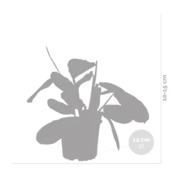 Maranta Lemon Lime – Plante De Prière – Plante D'intérieur – Purificateur D'air – ⌀12cm –↕10-15cm -Promos Floromyst Boutique 640b786e0d5cb2.39616864