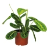 Maranta Lemon Lime – Plante De Prière – Plante D'intérieur – Purificateur D'air – ⌀12cm –↕10-15cm