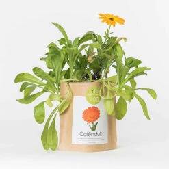 Promos Floromyst Boutique 15 Sac Papier Prêt à Cultiver Calendula