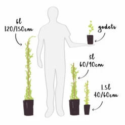 Promos Floromyst Boutique -Promos Floromyst Boutique 6420e0614f4374.12580999