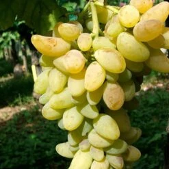 Promos Floromyst Boutique 21 Vigne 'cornichon Blanc' - Vitis Vinifera 3l