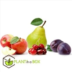 Assorti De 4 Arbres Fruitiers - Pot ⌀9cm - H.60-70cm (hauteur Pot Incluse) 7 Assorti De 4 Arbres Fruitiers - Pot ⌀9cm - H.60-70cm (hauteur Pot Incluse) -Promos Floromyst Boutique 6421dd66e64e00.60002197