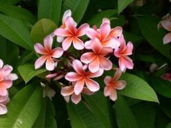 Plumeria Hawaaien - Pot ⌀17cm - H.55-75cm (hauteur Pot Incluse) -Promos Floromyst Boutique 6423324e299086.51146067