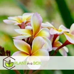 Plumeria Hawaaien - Pot ⌀17cm - H.55-75cm (hauteur Pot Incluse) -Promos Floromyst Boutique 6423324e2d9253.46646844
