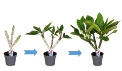 Plumeria Hawaaien - Pot ⌀17cm - H.55-75cm (hauteur Pot Incluse) -Promos Floromyst Boutique 6423324e313ab2.79596873